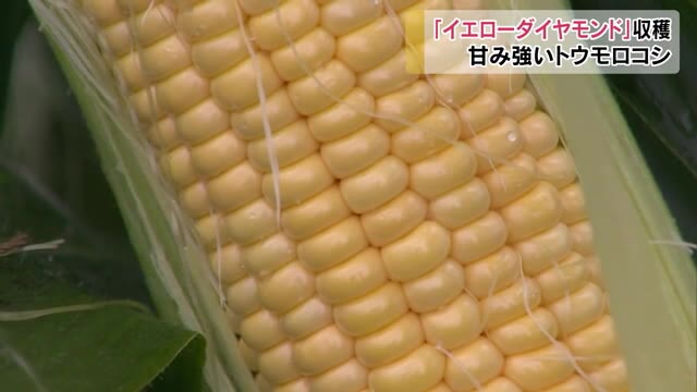 甘みとジューシーな食感が特徴！「イエローダイヤモンド」の収穫始まる【岡山・真庭市】