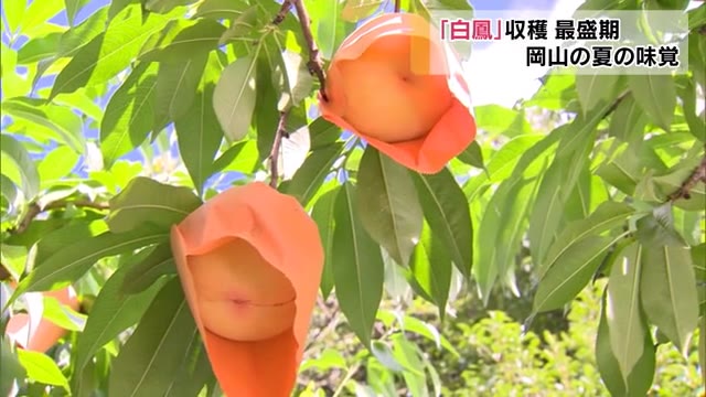 夏の味覚　露地モモ「白鳳」の収穫最盛期【岡山・勝央町】