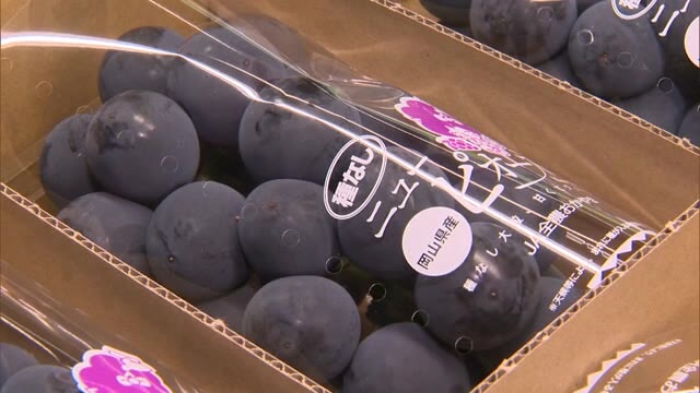 秋の味覚が一足早く登場！ブドウ産地新見市で加温栽培のニューピオーネ出荷始まる【岡山・新見市】
