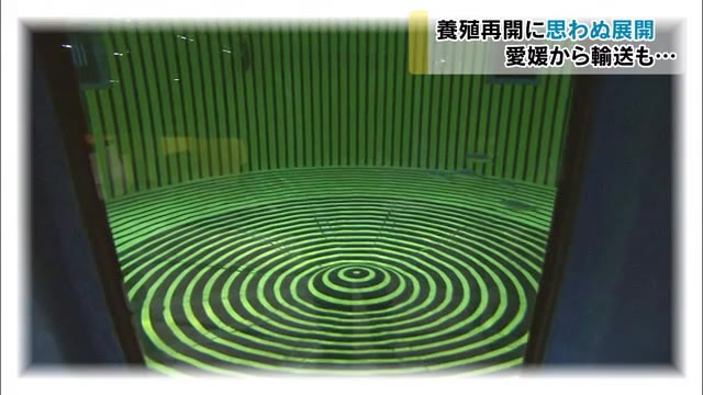 夢のプロジェクトが再スタート！海の無い場所で大型マグロの養殖目指しチャレンジが続く【岡山・岡山市】