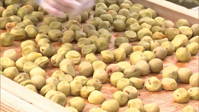 塩漬けしたウメの天日干し始まる【岡山・津山市】