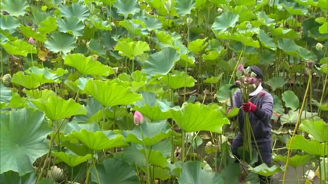 お盆を前に収穫最盛期…久米南町でハス収穫【岡山・久米南町】