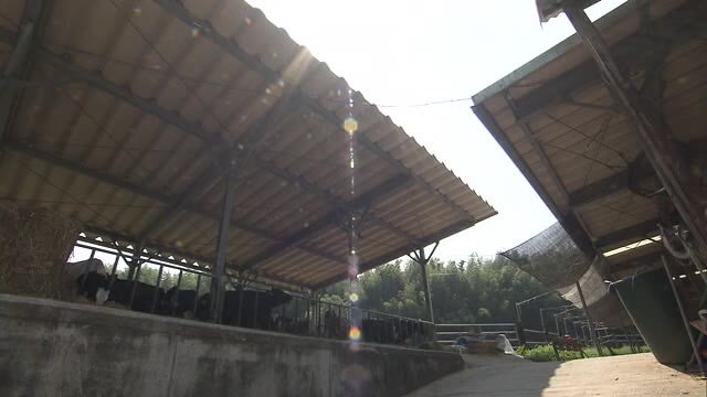 モーダメ！猛暑で乳牛も夏バテ【岡山・岡山市】