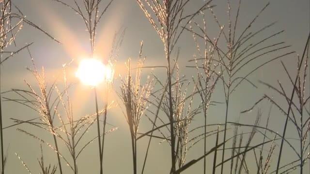 早くも秋の気配…蒜山高原でススキが穂伸ばす【岡山・真庭市】
