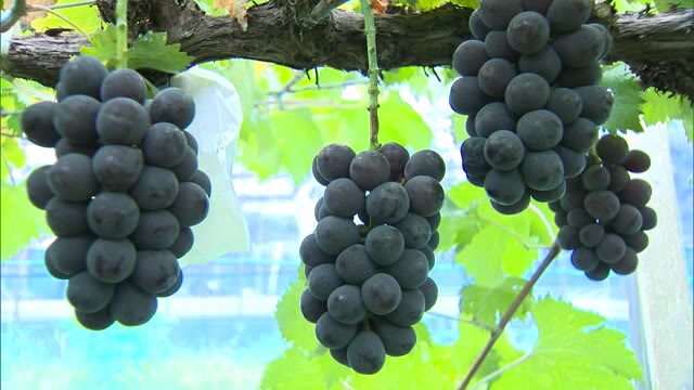 大粒で種なしが特徴　秋の味覚ニューピオーネの収穫始まる【岡山・津山市】