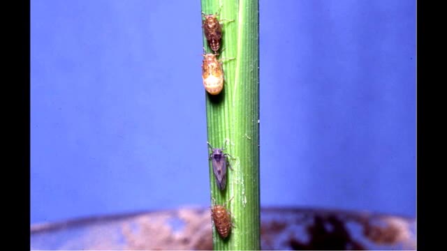 岡山県全域に病害虫発生予察警報…稲を枯らす害虫「トビイロウンカ」の被害【岡山】
