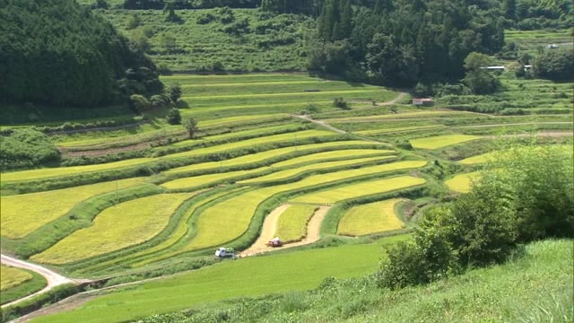 黄金色に輝く稲穂…岡山県美咲町の棚田で稲刈り始まる【岡山・美咲町】