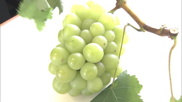 先生はマスカットの生産者…岡山特産の果物の魅力を知って！小学校で食育の出前授業【岡山・岡山市】　