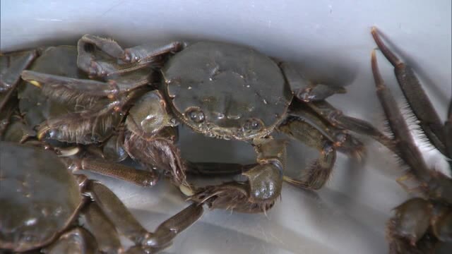 １００匹放流…ハサミ部分に藻の様な毛が生えている「モクズガニ」【岡山・津山市】