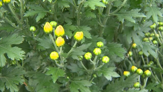 お彼岸に手向ける花…小菊の出荷が最盛期【岡山・真庭市】