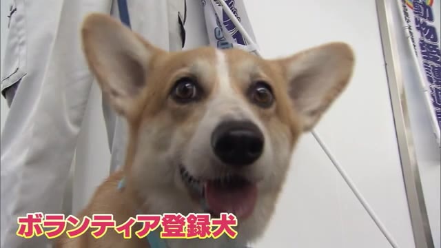 殺処分されたイヌ・ネコは１０６匹…動物愛護週間前に啓発活動【岡山】