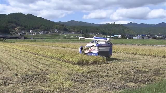 収穫の秋！今年のコメの出来栄えは？キャスターが稲刈り体験【岡山・津山市】