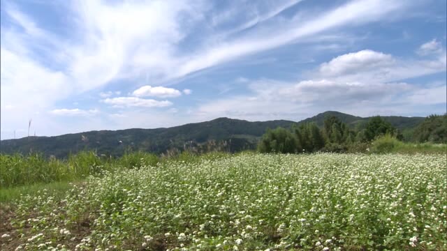 山里に秋の訪れ…棚田を彩るソバの花【岡山・美咲町】