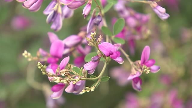 可憐な花が境内一面に　高松市の最明寺でハギの花見頃【香川・高松市】
