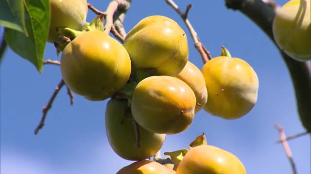 実りの秋！たわわに実った西条柿の収穫最盛期【岡山・津山市】