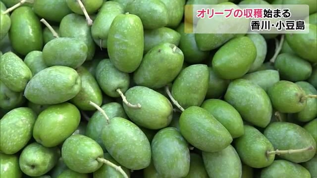 日本一の生産量を誇る小豆島…新漬け用オリーブの実の収穫が始まる【香川】