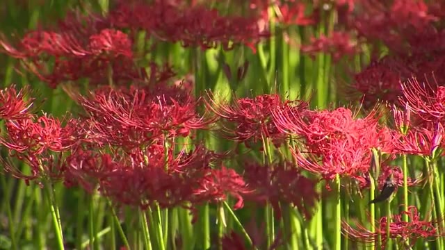 一面はまるで赤いじゅうたん ヒガンバナ見頃【岡山・真庭市】