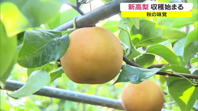 上品な甘さとシャキシャキとした歯ごたえ…新高梨が収穫シーズン【岡山・津山市】