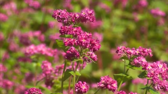 コロナ禍にエール　ソバ畑に花で応援メッセージ描く【岡山・美咲町】