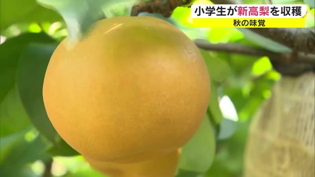 秋の味覚　甘くてジューシーな新高梨…津山市の果樹園で小学生が収穫体験【岡山・津山市】