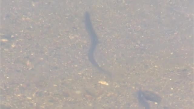「大きくなってね」…吉井川支流で地元園児たちがウナギ稚魚放流【岡山・津山市】