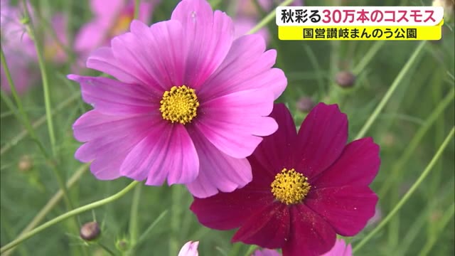 秋到来…国営讃岐まんのう公園でコキア色づきコスモスが見頃を迎える【香川・まんのう町】