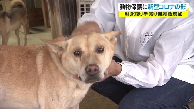 コロナ禍で引き取り手減少…動物保護団体のいま【岡山・岡山市】