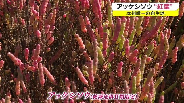 湿地に群生する絶滅危惧種指定のアッケシソウが赤く色づく【岡山・浅口市】