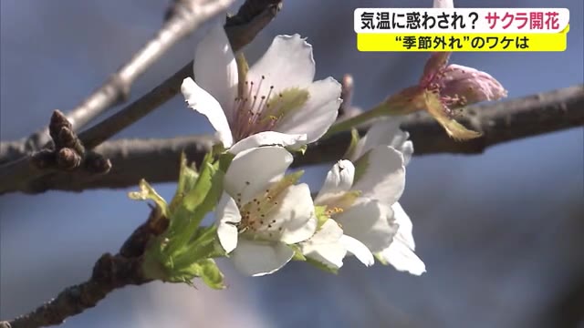 季節外れのサクラが咲いている？…サクラ並木に１０輪以上の淡いピンクの花【岡山・岡山市】