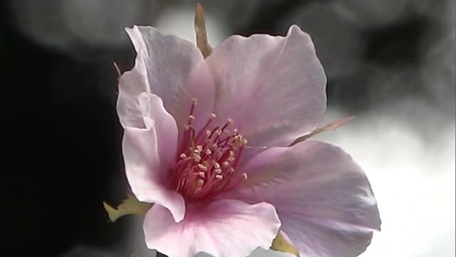 倉敷市の公園で珍しい現象が…季節外れのサクラの花が咲く【岡山・倉敷市】