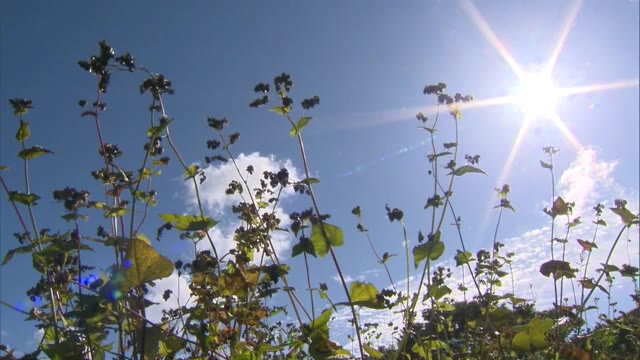 おいしいソバに　産地でソバの実収穫【真庭市】