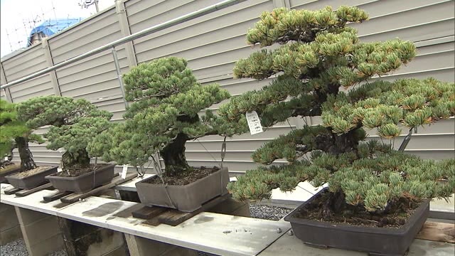 盆栽のプロが手ほどき　高松盆栽学校開校【香川・高松市】