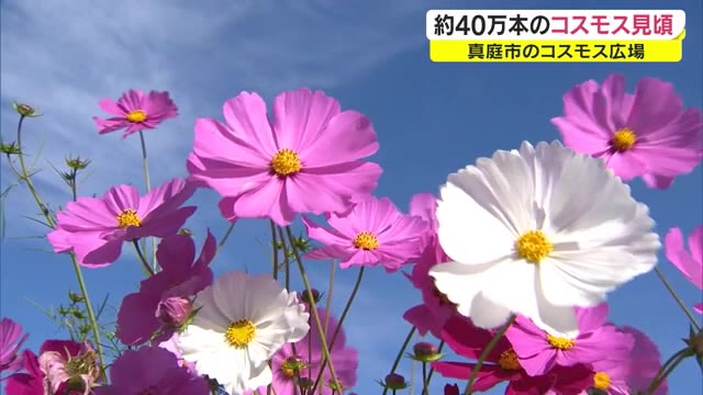 秋の野原を鮮やかに彩る…４０万本のコスモスが満開【岡山・真庭市】