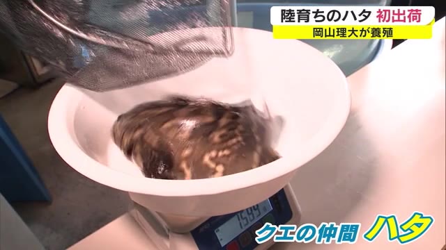 陸で育った海水魚出荷へ…岡山理科大が養殖ハタを初出荷【岡山・岡山市】