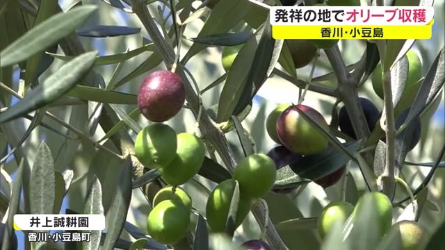 各種料理に合います！国産オリーブ発祥の地に収穫の季節【香川・小豆島町】