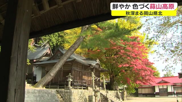 隠れた紅葉スポット…モミジとイチョウの競演　徳山神社の紅葉見頃【岡山・真庭市】