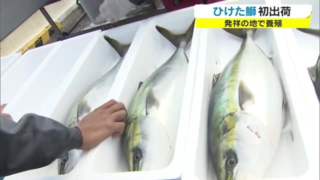 脂乗りバツグン！「ひけた鰤」出荷スタート【香川・東かがわ市】