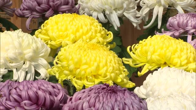 愛好家の作品約４００鉢を展示　菊花展開催【岡山・美咲町】