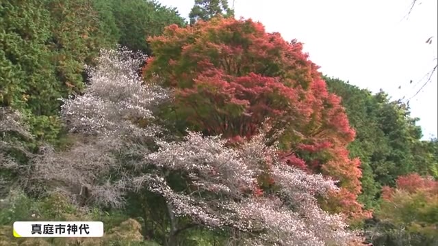 美しさを競い合う…サクラとモミジの競演　紅葉見頃【岡山・真庭市】