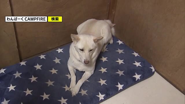 動物保護団体がＣＦで資金を募る…人手も資金も限界に【岡山・岡山市】