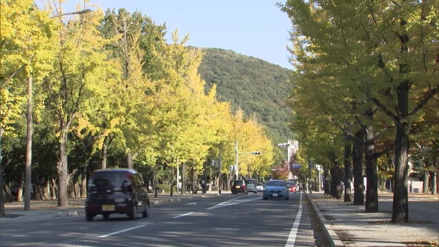 今シーズン一番の寒さ…黄金色に輝く岡山大学筋のイチョウ並木【岡山・岡山市】