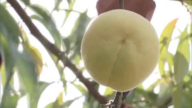 高級ギフトとして人気！冬に旬を迎えるモモ「冬桃がたり」出荷へ【岡山・総社市】