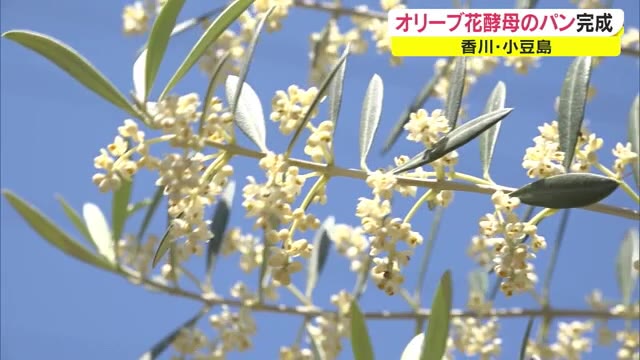 酵母探しに費やした期間は４年…全国でも珍しいオリーブ花酵母のパン開発成功！【香川・小豆島町】