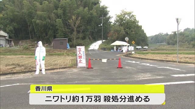 香川県でまた…今季４例目の鳥インフルエンザ　殺処分始まる【香川・三豊市】