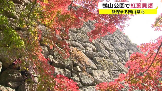サクラの名所として知られる鶴山公園で紅葉見頃【岡山・津山市】