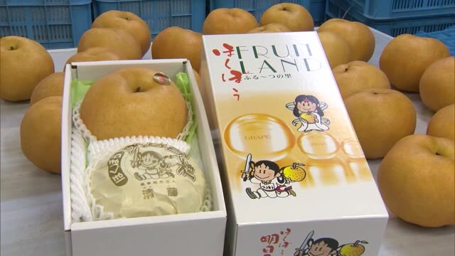 品質は上々…日本最大級の大きなナシ　愛宕梨の収穫【岡山・真庭市】