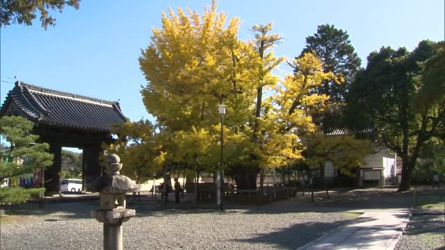 推定樹齢８７０年…誕生寺で黄色に染まる大イチョウ見頃【岡山・久米南町】