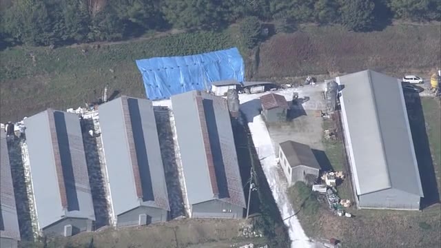 今シーズン６・７例目の鳥インフルエンザ発生でニワトリ約８５万羽殺処分へ【香川・三豊市】