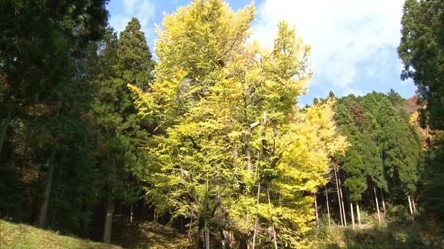 推定樹齢９００年…国の天然記念物　菩提寺の大イチョウが色づく【岡山・奈義町】