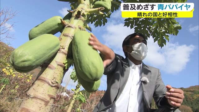 矢掛町から日本全国へ…可能性を秘めた「青パパイヤ」に期待【岡山・矢掛町】